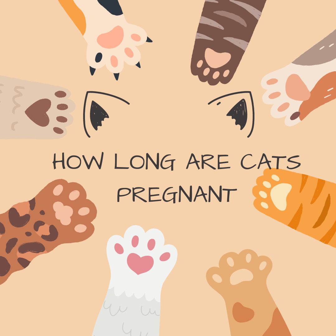 How Long Are Cats Pregnant? A Guide to Feline Pregnancy